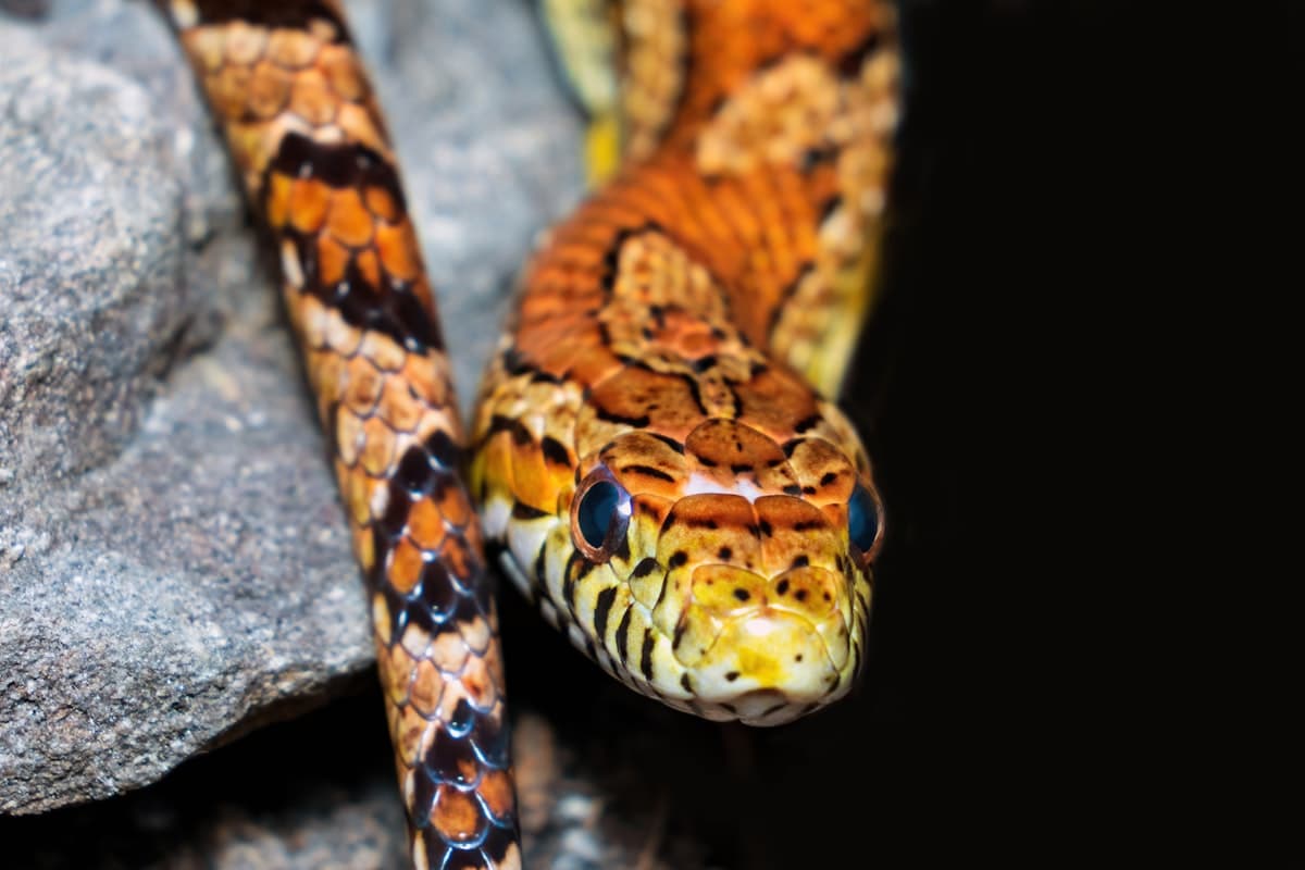 Orange corn snake close-up on rock, head in frame