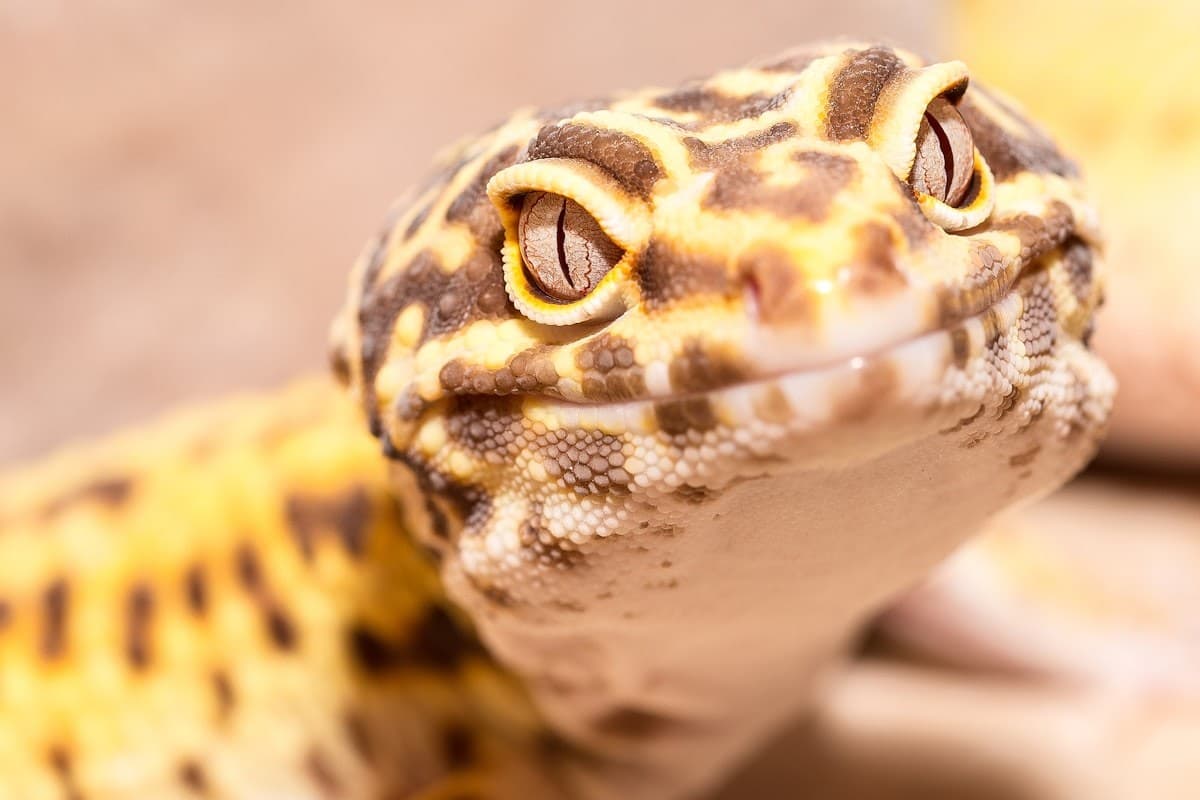 Close-up of a leopard gecko's face