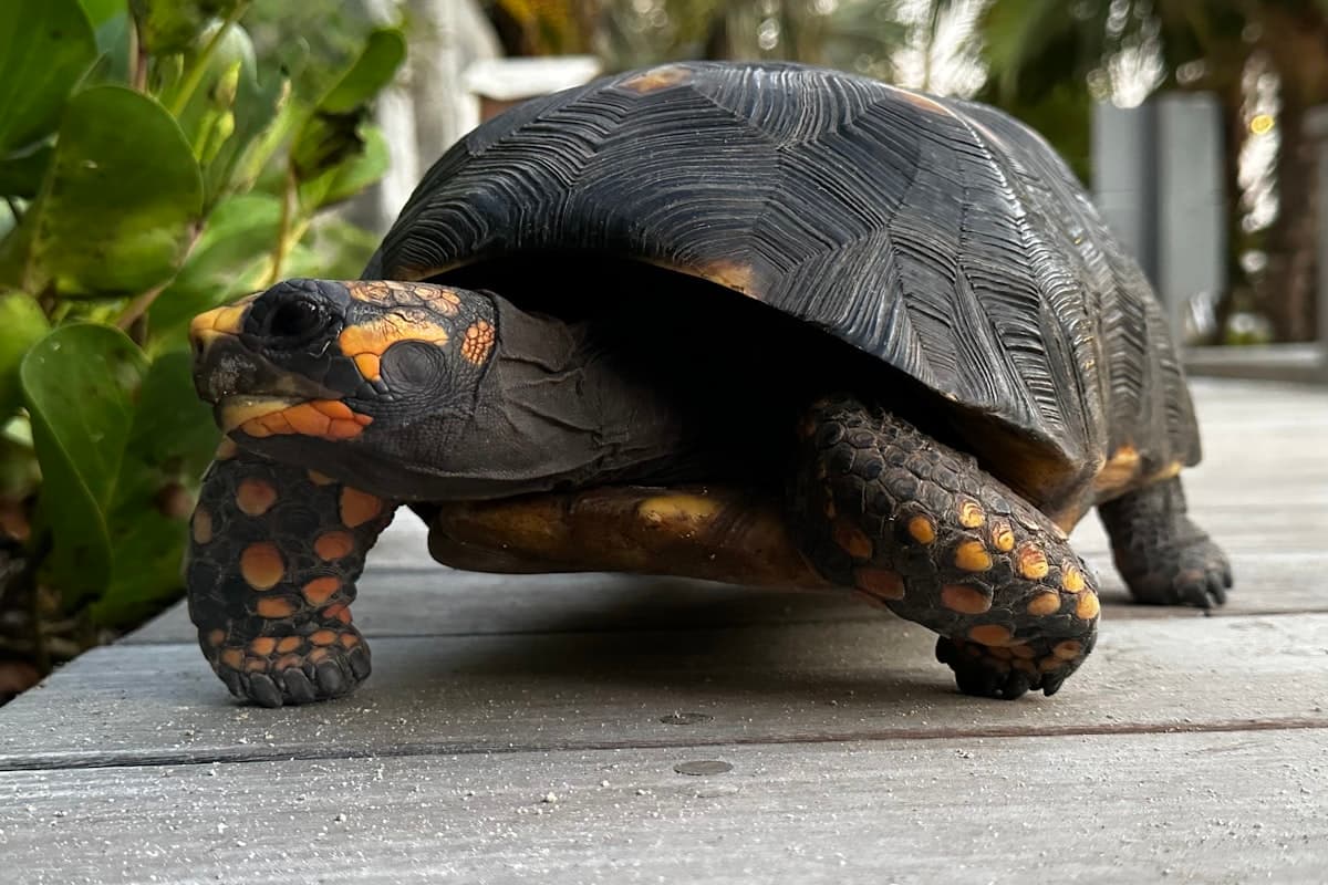 Red-footed tortoise with a smooth domed shell walking on a boardwalk